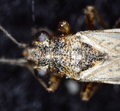 Nysius thymi