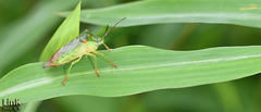 Acanthosoma labiduroides