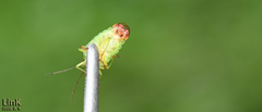Acanthosoma labiduroides