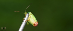 Acanthosoma labiduroides