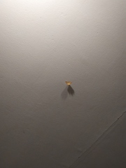 Lepidoptera
