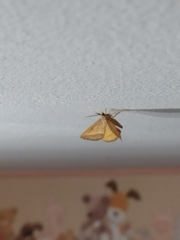 Lepidoptera