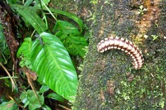 Nyssodesmus python