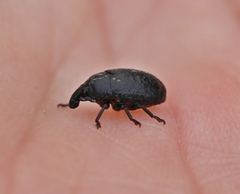 Larinus obtusus