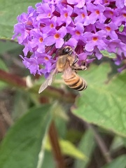 Apis mellifera