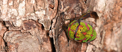 Poecilocoris lewisi