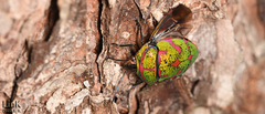 Poecilocoris lewisi