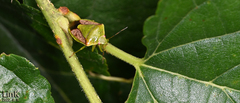Plautia stali