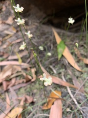Utricularia fulva