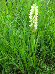 Dactylorhiza incarnata ochroleuca