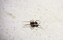 Oedignatha