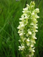 Dactylorhiza incarnata ochroleuca