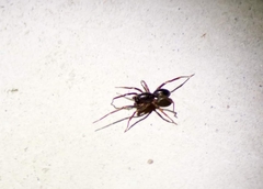 Oedignatha