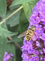 Myathropa florea