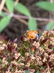 Coccinella septempunctata
