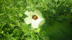 Hibiscus physaloides