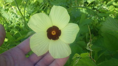 Hibiscus physaloides