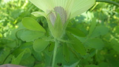 Hibiscus physaloides