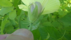Hibiscus physaloides