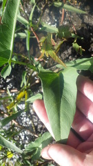 Ipomoea aquatica