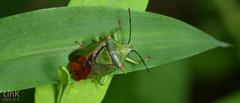 Acanthosoma labiduroides