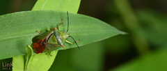 Acanthosoma labiduroides