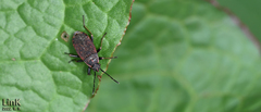 Pyrrhocoris sibiricus