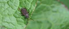 Pyrrhocoris sibiricus