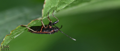 Pyrrhocoris sibiricus