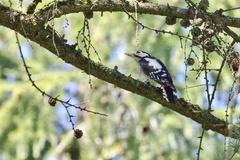 Dendrocopos major