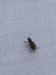 Sitona lineatus