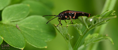 Pyrrhocoris sibiricus