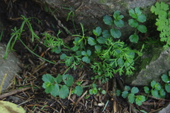 Chaerophyllum involucratum