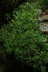 Chaerophyllum involucratum