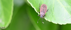 Pyrrhocoris sibiricus