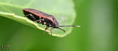 Pyrrhocoris sibiricus
