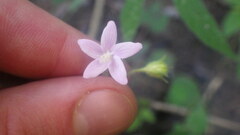 Hibiscus caerulescens