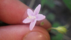 Hibiscus caerulescens