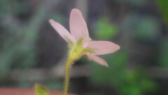 Hibiscus caerulescens