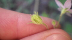 Hibiscus caerulescens