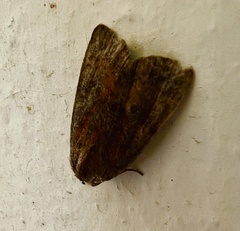 Noctua interjecta