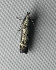 Dichomeris inversella