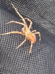 Araneus diadematus