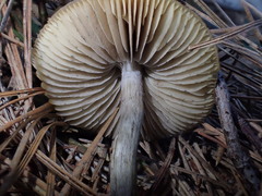 Psilocybe subaeruginosa image