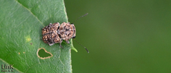 Exechesops leucopis