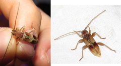 Trichoferus pallidus