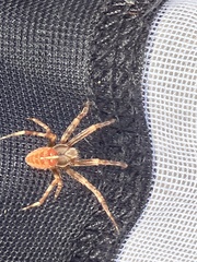 Araneus diadematus