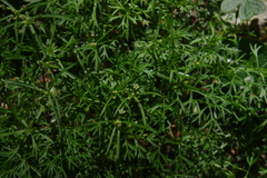 Chaerophyllum involucratum