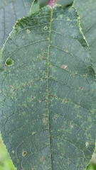 Pucciniastrum areolatum