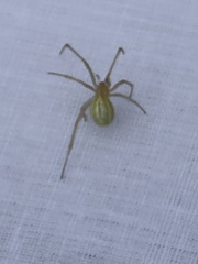 Enoplognatha ovata
